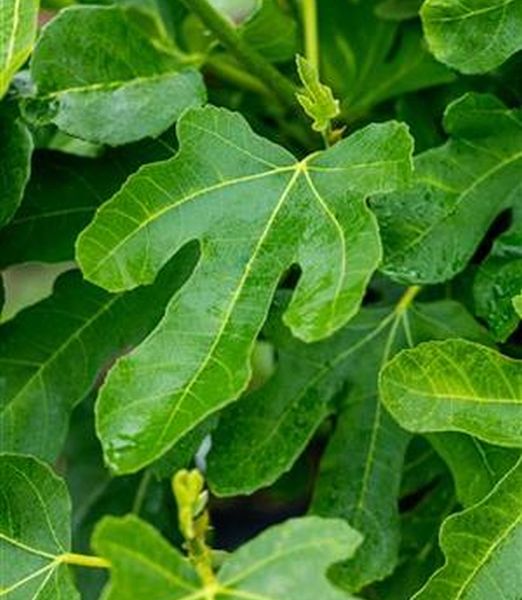 Ficus carica ‘Mattalone’